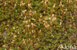 Gewone viltmuts (Pogonatum aloides)