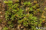Gewone viltmuts (Pogonatum aloides)