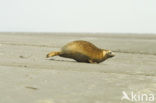 Common Seal (Phoca vitulina)