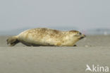 Gewone zeehond (Phoca vitulina) 