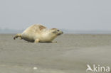 Gewone zeehond (Phoca vitulina) 