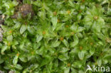 Gewoon krulmos (Funaria hygrometrica)