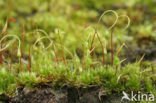 Cord Moss (Funaria hygrometrica)