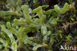 Floating Crystalwort (Riccia fluitans)