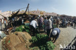 Ghardaia