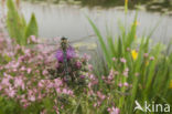 Hairy Dragonfly (Brachytron pratense)