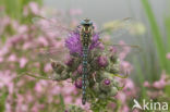 Hairy Dragonfly (Brachytron pratense)