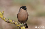 Eurasian Bullfinch (Pyrrhula pyrrhula)