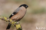 Eurasian Bullfinch (Pyrrhula pyrrhula)