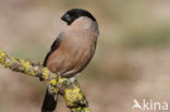 Eurasian Bullfinch (Pyrrhula pyrrhula)