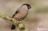 Eurasian Bullfinch (Pyrrhula pyrrhula)