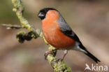 Eurasian Bullfinch (Pyrrhula pyrrhula)