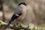 Eurasian Bullfinch (Pyrrhula pyrrhula)