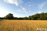 Grain