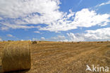Grain