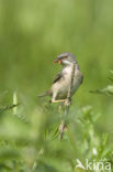 Greater Whitethroat (Sylvia communis)