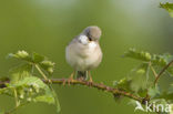 Greater Whitethroat (Sylvia communis)