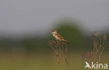 Greater Whitethroat (Sylvia communis)