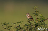 Greater Whitethroat (Sylvia communis)