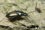 Grassnelloper (Agonum muelleri)