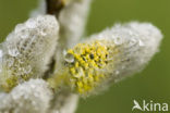 Grey willow (Salix cinerea subsp. cinerea)