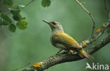 Grey-faced Woodpecker (Picus canus)