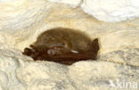 Grey big-eared bat (Plecotus austriacus)