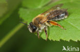 Grijze rimpelrug (Andrena tibialis) 