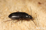 Groeftarszwartschild (Pterostichus vernalis)