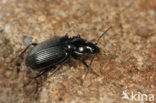 Groene Snelloper (Agonum viduum)