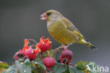 Groenling (Carduelis chloris)