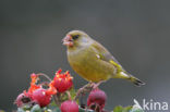 European Greenfinch (Carduelis chloris)