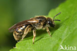 Groepjesgroefbij (Lasioglossum malachurum) 