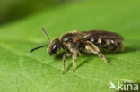 Groepjesgroefbij (Lasioglossum malachurum) 