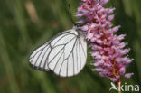 Groot geaderd witje (Aporia crataegi) 