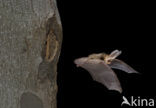 brown big-eared bat (Plecotus auritus)