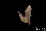 brown big-eared bat (Plecotus auritus)