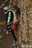 Great Spotted Woodpecker (Dendrocopos major)