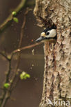 Great Spotted Woodpecker (Dendrocopos major)