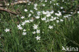 Greater Stitchwort (Stellaria holostea)
