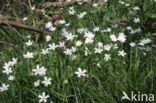 Greater Stitchwort (Stellaria holostea)
