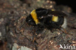 Northern white-tailed bumblebee (Bombus magnus)