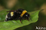 Northern white-tailed bumblebee (Bombus magnus)