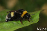 Grote veldhommel (Bombus magnus) 