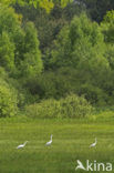 Great White Egret