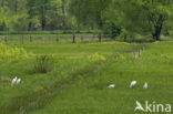 Great White Egret