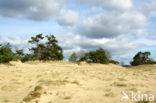 Scots Pine (Pinus sylvestris)