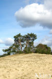 Scots Pine (Pinus sylvestris)