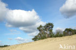 Scots Pine (Pinus sylvestris)
