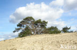 Scots Pine (Pinus sylvestris)